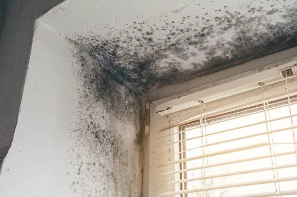 Affordable Mold Remediation solutions in Huntly, VA